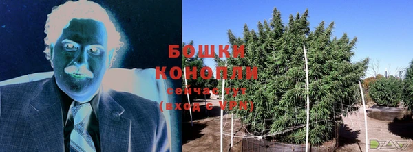 сатива Верея