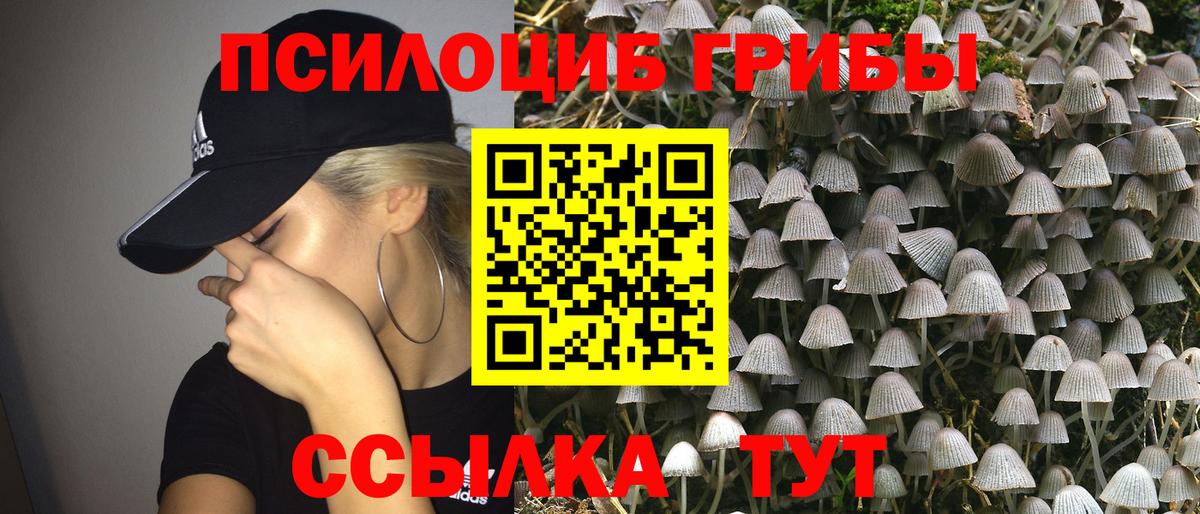 Псилоцибиновые грибы Cubensis Бийск
